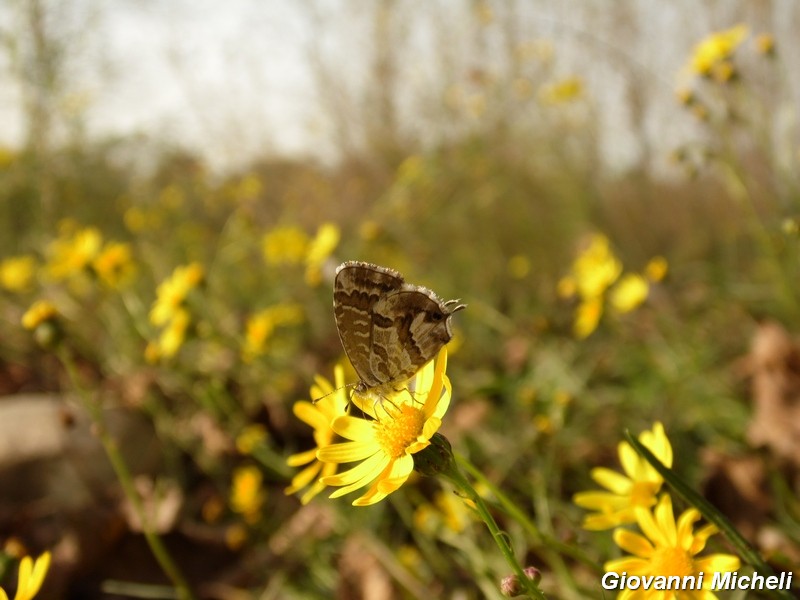 La vita in un fiore (Senecio inaequidens)